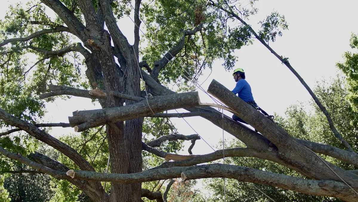 Professional Crown Thinning performed by certified arborists in Bamberg